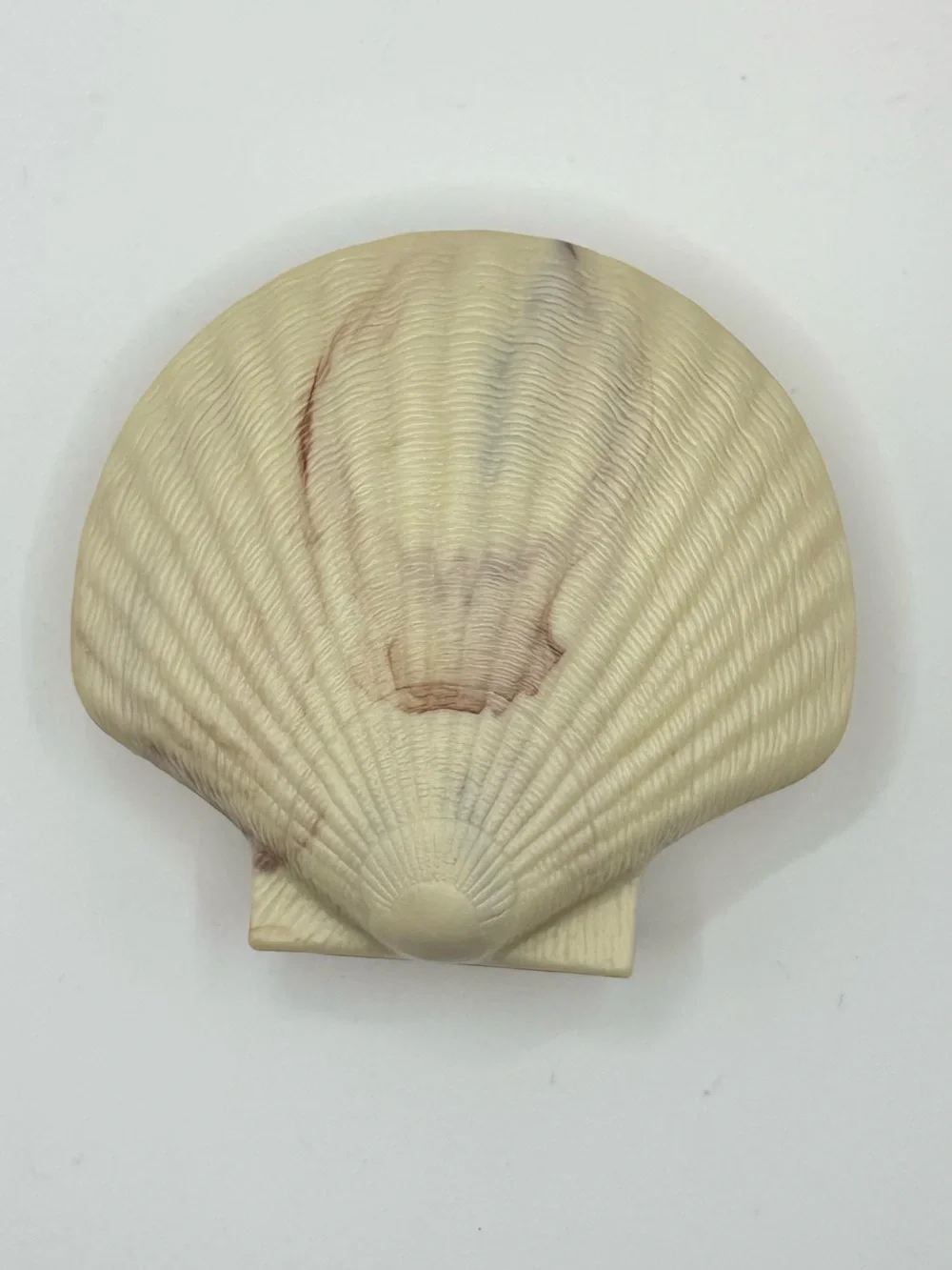 Vintage Plastic Hinged Clam Shell Trinket Jewelry Box Ocean Beach Decor Rare